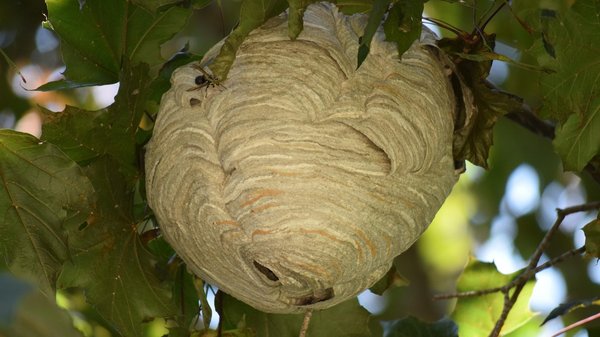 Lutte contre les frelons : les stratégies pour éliminer les nids